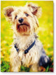 Custom Pet Portrait Digital Art — Printable Download
