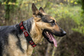 Personalized Pet Collar — Embroidered Name & Number LUSHYLIFE
