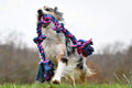 Dog Rope Chew Toy — Durable Braided Cotton Chew LUSHYLIFE